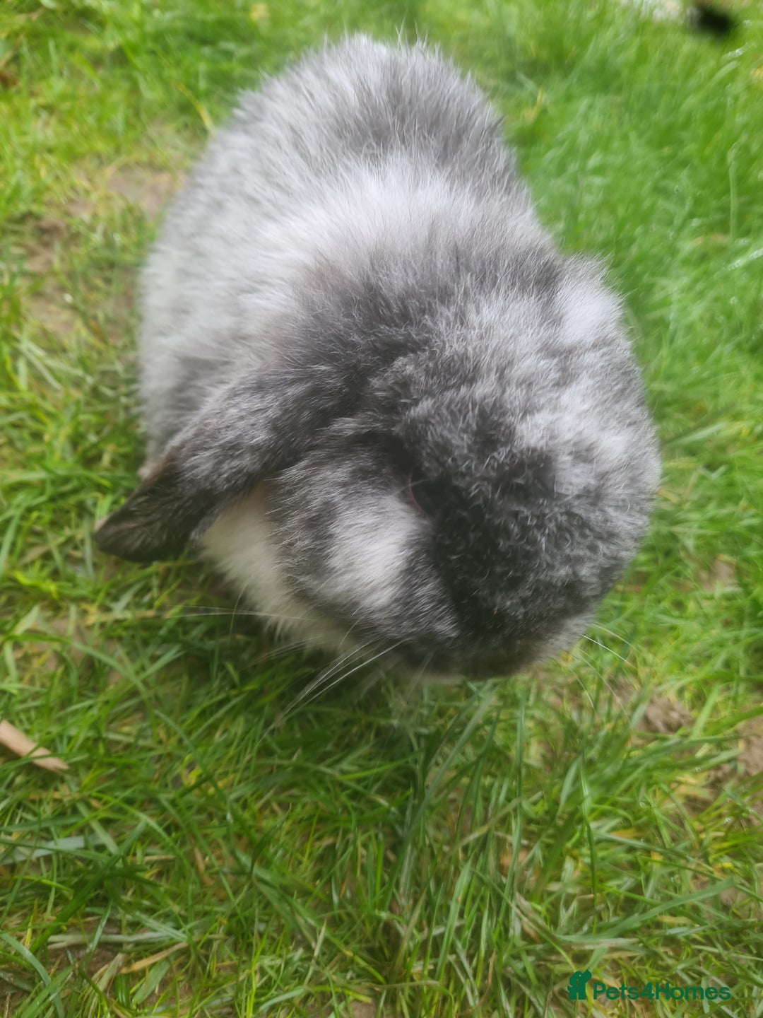 Mini Lop rabbits for sale: Rabbits - Advert 9