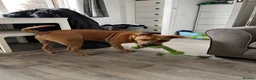 Mixed Breed dogs for sale: Ridgeback x Staffy - Advert 9