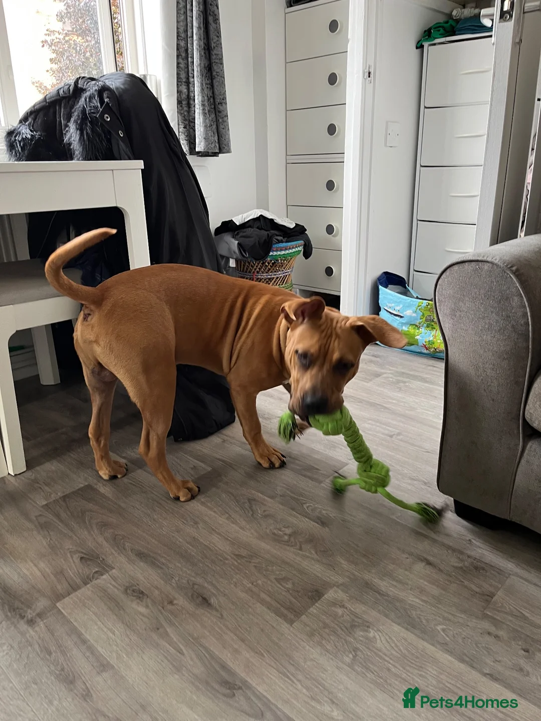 Mixed Breed dogs for sale: Ridgeback x Staffy - Advert 9