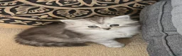 British Longhair cats for sale: Most Beautiful British Longhair Kittens - Advert 5