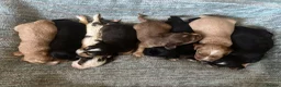 Cocker Spaniel dogs for sale: beautiful show cocker spaniel puppies  - Advert 2