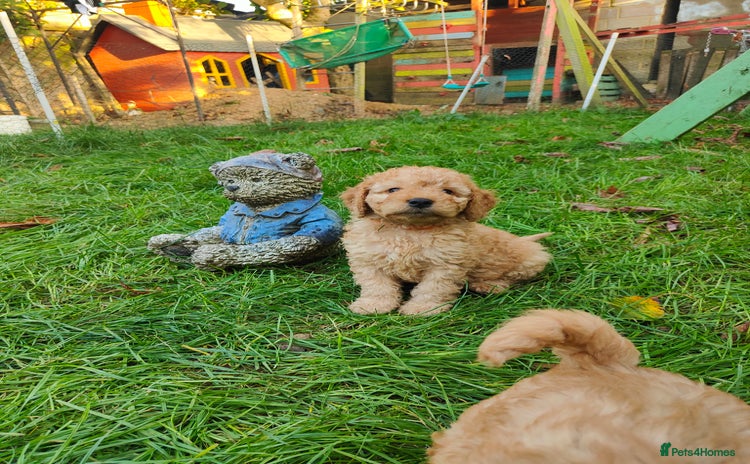 Cockapoo dogs Cockapoo - Advert 4