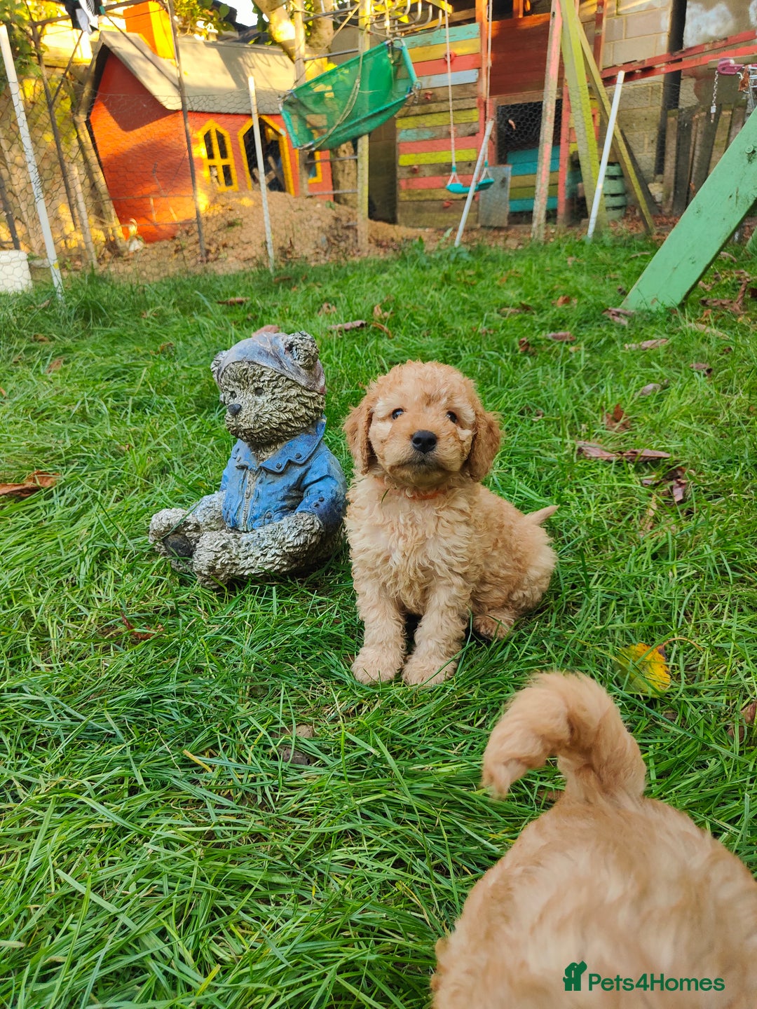 Cockapoo dogs for sale: Cockapoo - Image 11