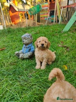 Cockapoo dogs - Advert 13