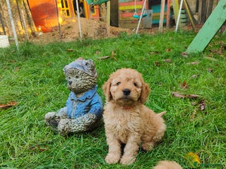 Cockapoo dogs Cockapoo - Advert 10