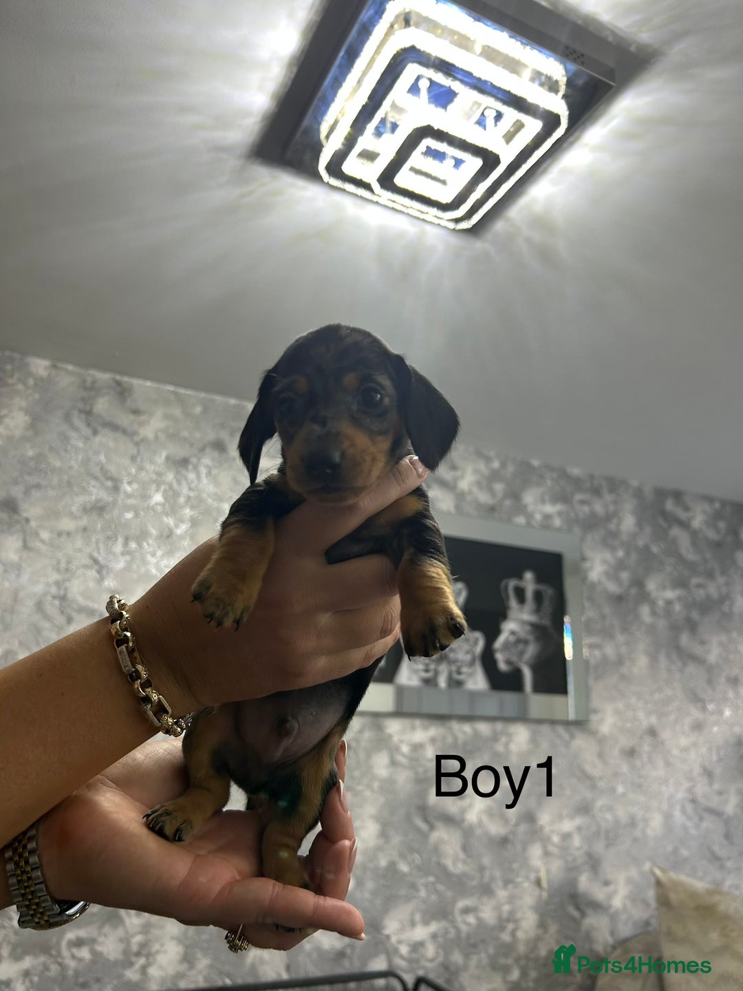 Miniature Dachshund dogs for sale: Miniature dachshund puppies  - Advert 3