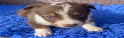 Border Collie dogs for sale: Fabulous Red Border Collie Puppies - Advert 9
