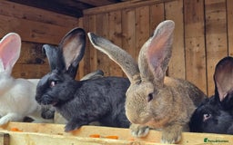 Continental Giant rabbits for sale: Continental giants  - Image 1