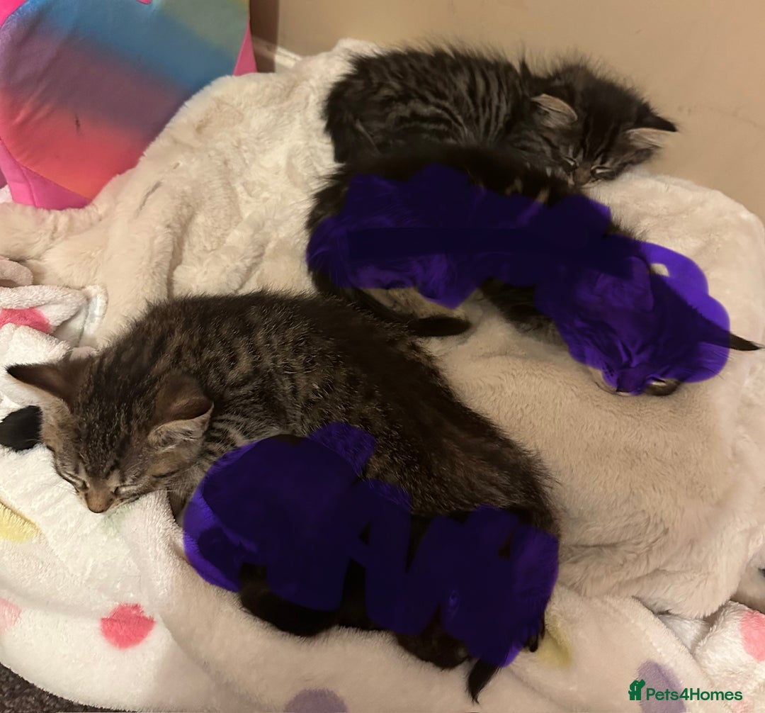 Ragdoll cats for sale: 4 rag doll kittens available  - Image 8