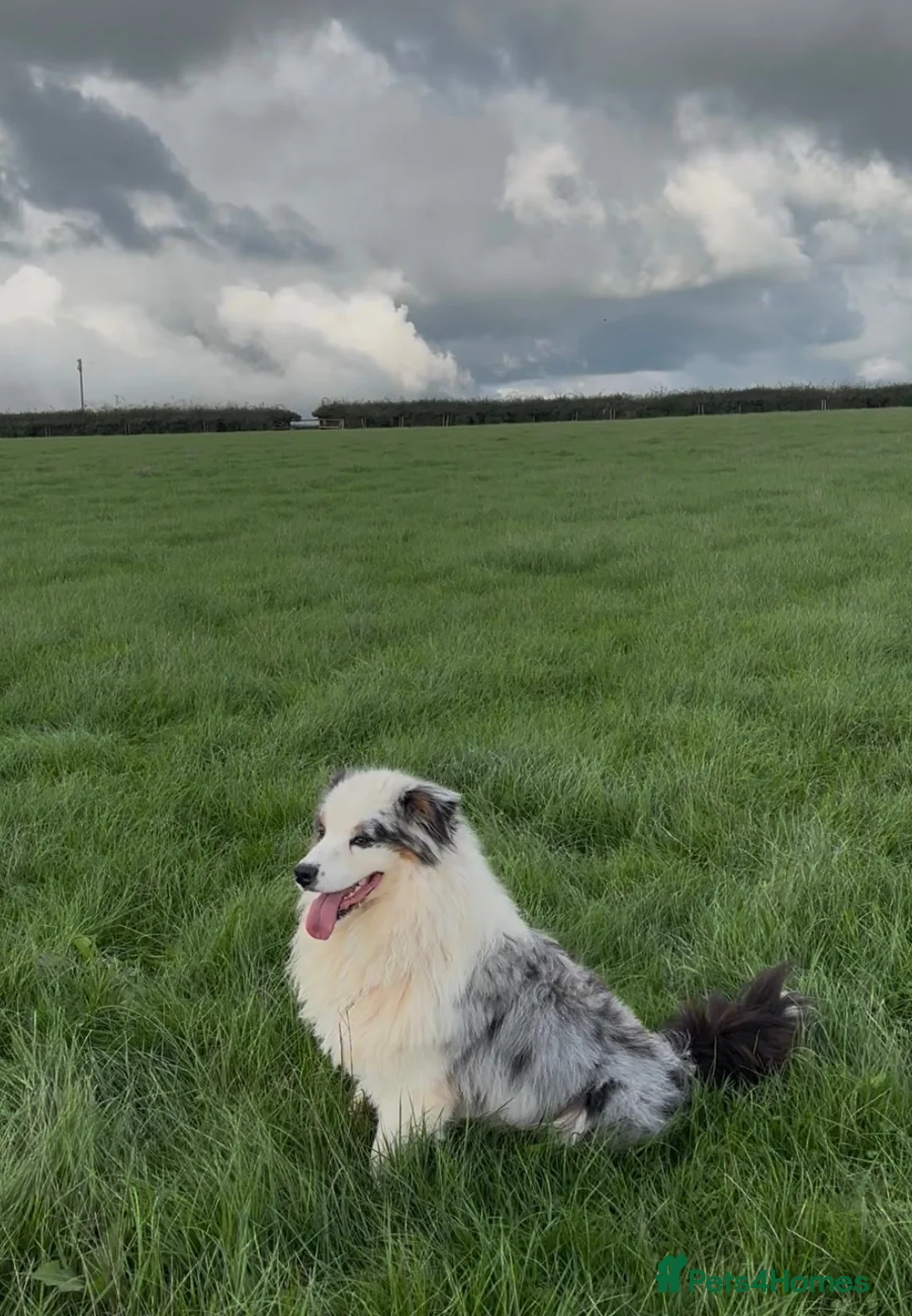 Australian Shepherd dogs for sale: Australian Shepherd Puppies - Advert 9