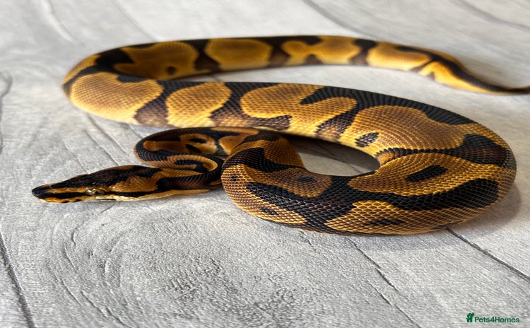 Python Snake reptiles - Advert 1