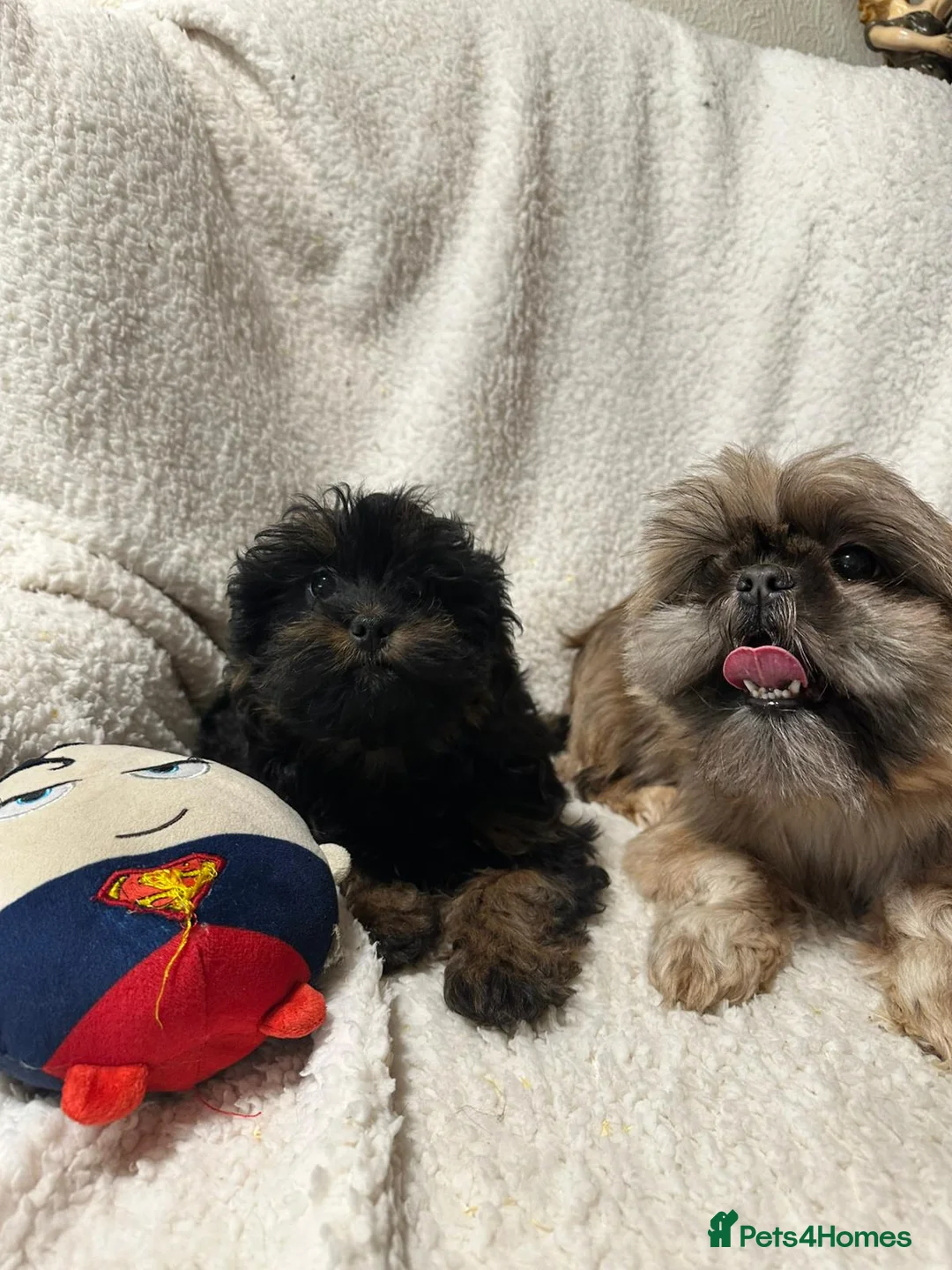 Shihpoo dogs for sale: Gorgeous shihpoo’s - Advert 8