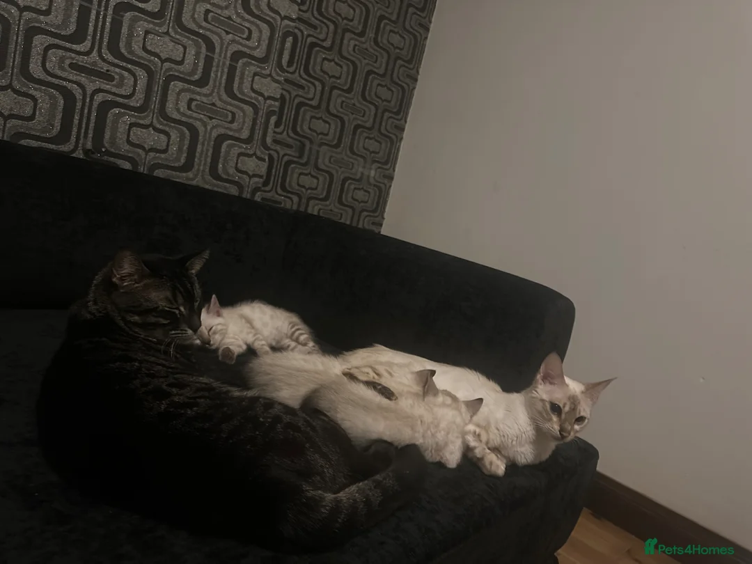 Bengal cats for sale: Snow White Charcoal Bengal Kittens  - Advert 2