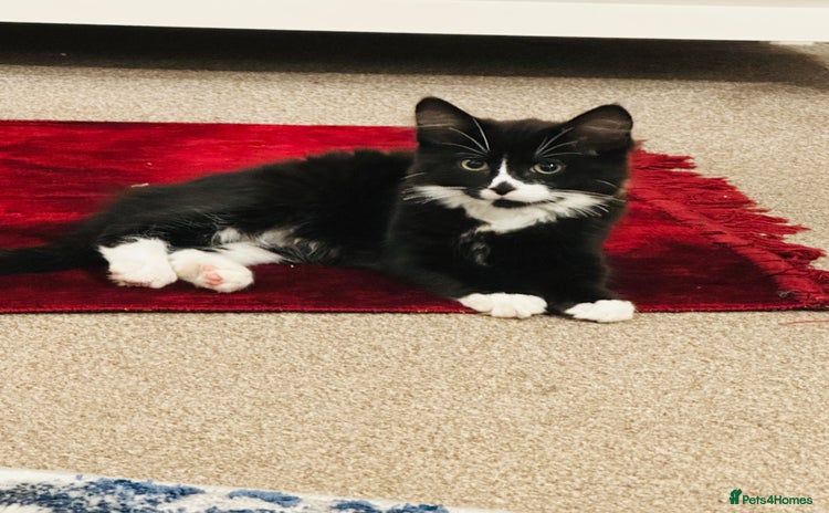 Mixed Breed cats - Advert 3
