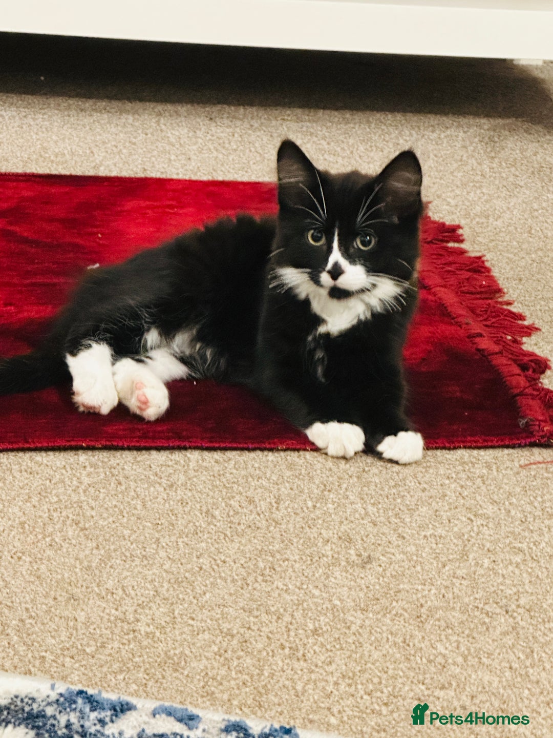 Mixed Breed cats for sale: Button - Image 1