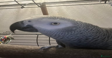 Parrots birds African grey parrot called Richie comes with cage  - Advert 6