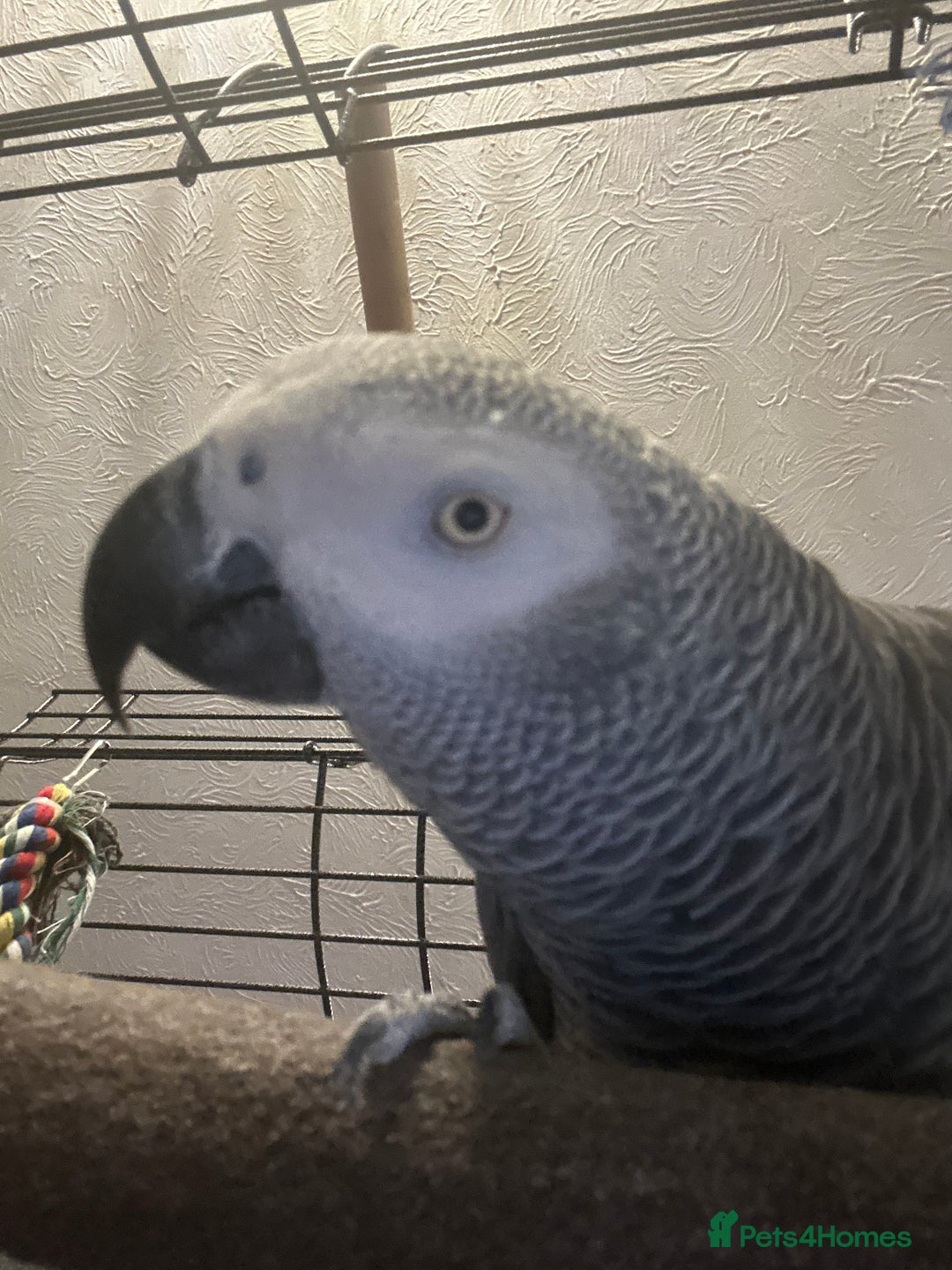 Parrots birds for sale: African grey parrot called Richie comes with cage  - Advert 3