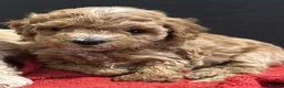 Maltipoo dogs for sale: Smallest maltipoos (read description) - Advert 9
