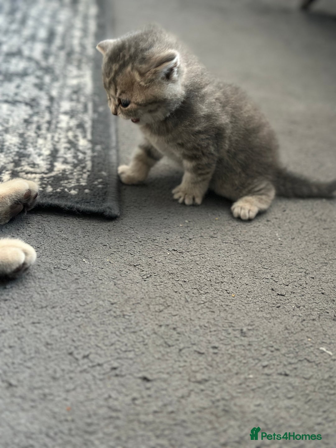 British Shorthair cats for sale: British short hair - Image 3