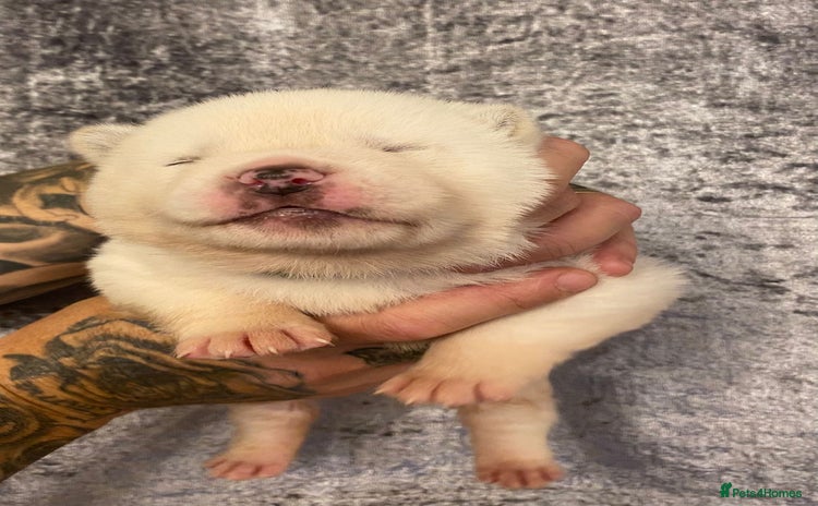 Akita dogs - Advert 7