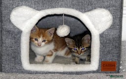 Domestic Shorthair cats for sale: Two very Pretty Kittens - Image 3