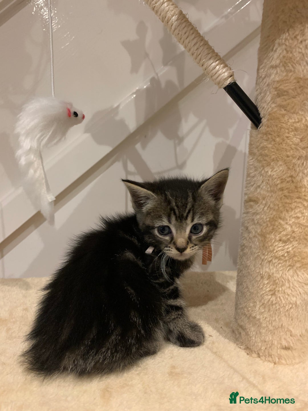 Mixed Breed cats for sale: Mixed Himalayan - Image 13