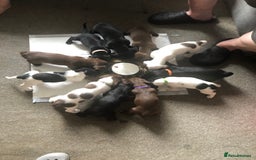Mixed Breed dogs for sale: Miniature dachshund x springer spaniel puppies  - Image 2