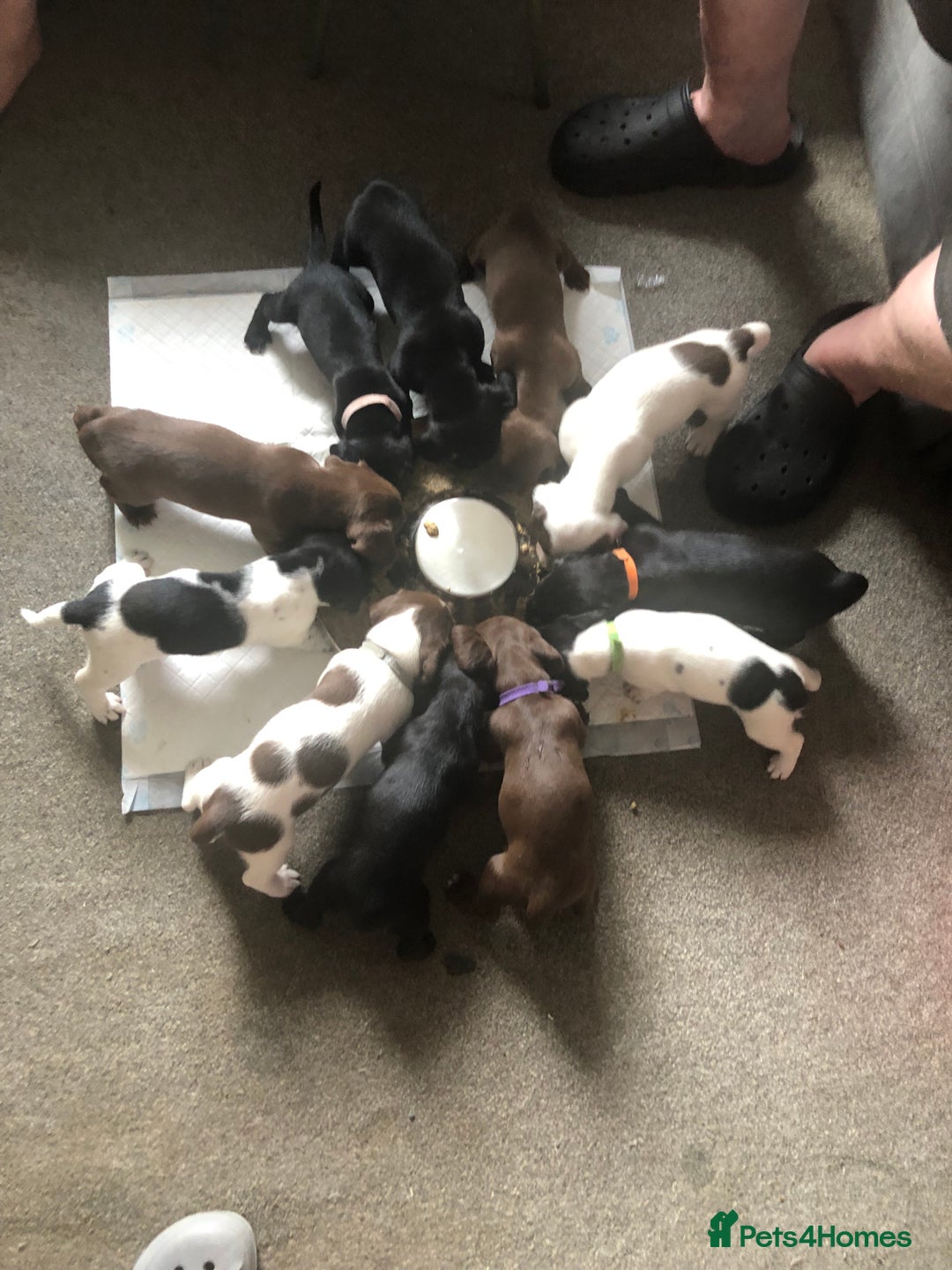 Mixed Breed dogs for sale: Miniature dachshund x springer spaniel puppies  - Image 2