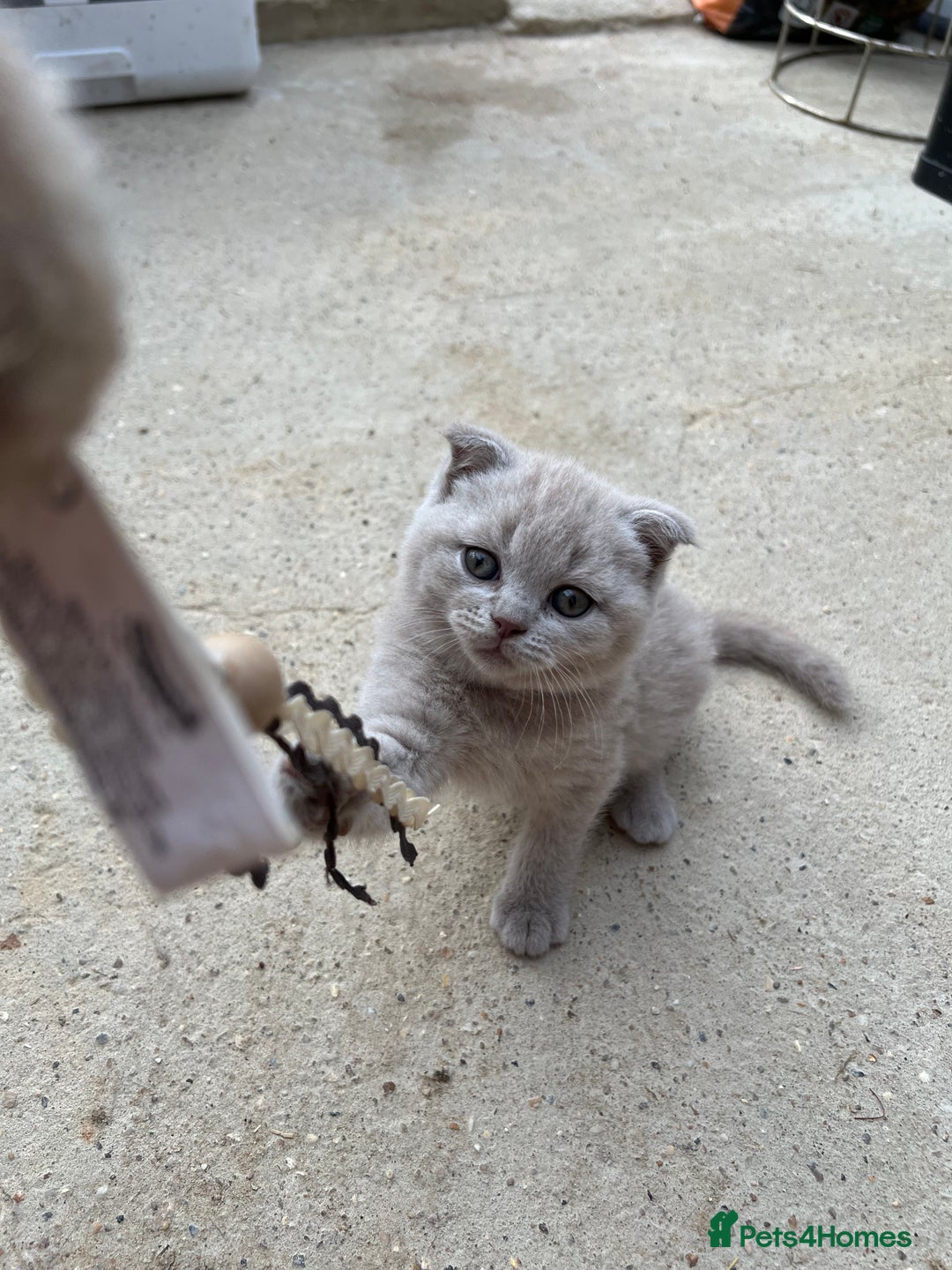 British Shorthair cats for sale: Four tiny heart-stealers looking for loving home - Image 16