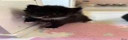 Ragcoon cats for sale: Beautiful Ragcoon Kittens for Sale - Advert 14