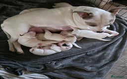 Staffordshire Bull Terrier dogs for sale: Staffordshire pups - Image 6