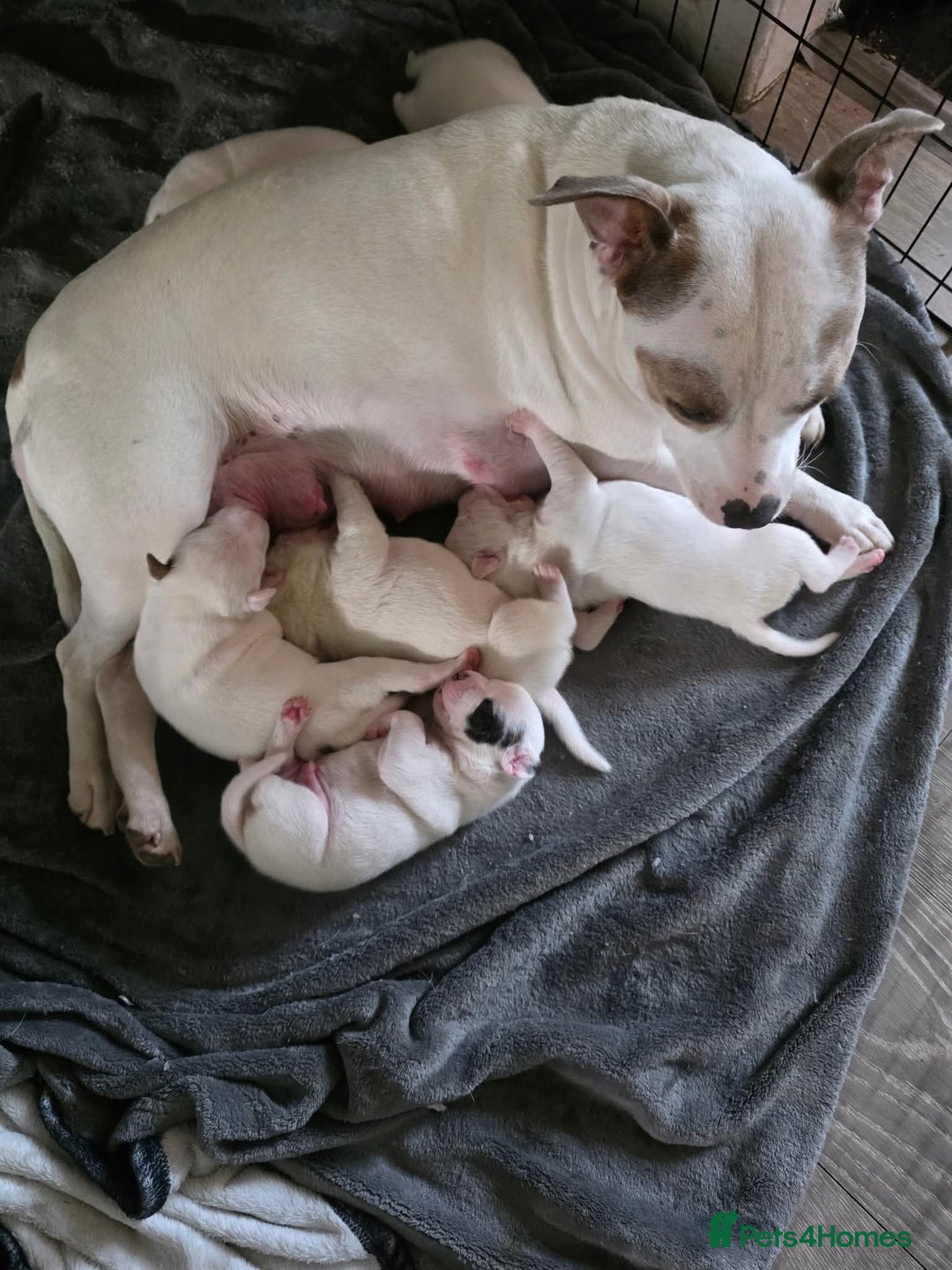 Staffordshire Bull Terrier dogs for sale: Staffordshire pups - Image 6