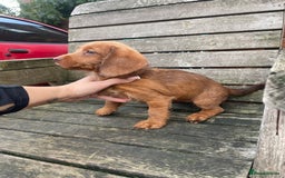 Miniature Dachshund dogs for sale: Long hair miniature female  - Image 8