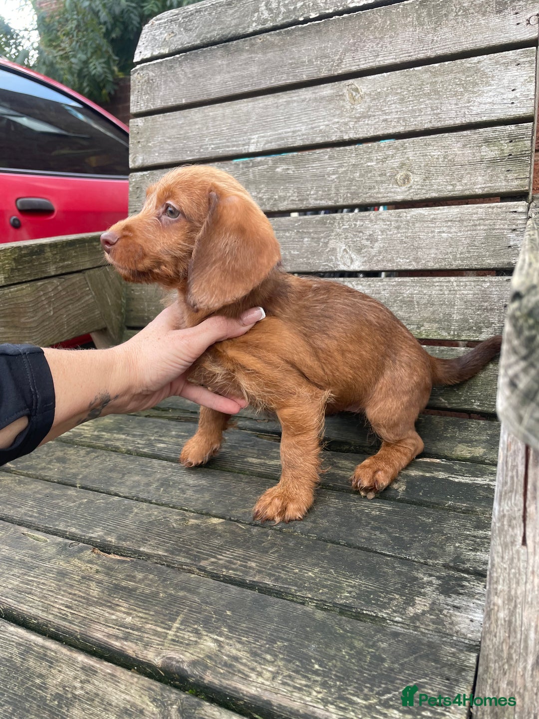 Miniature Dachshund dogs for sale: Long hair miniature female  - Image 8