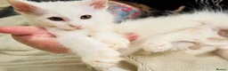 Maine Coon cats for sale: Mainecoon kittens  - Advert 6