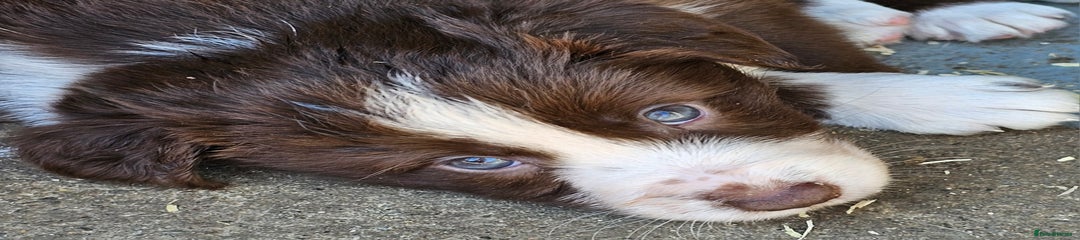 Border Collie Puppy 3