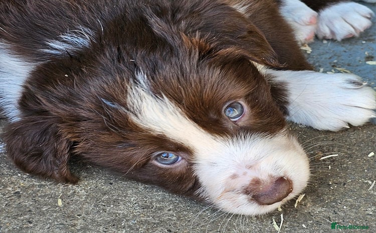 Border Collie dogs - Advert 1