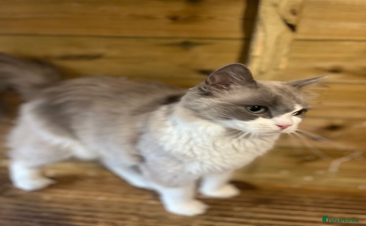 Ragdoll cats Adult  mink ragdolls  - Advert 12