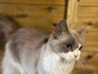 Ragdoll cats Adult mink ragdolls - Advert 3