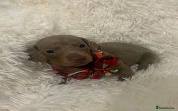 Miniature Dachshund dogs for sale: miniature dachshund puppies - Image 13