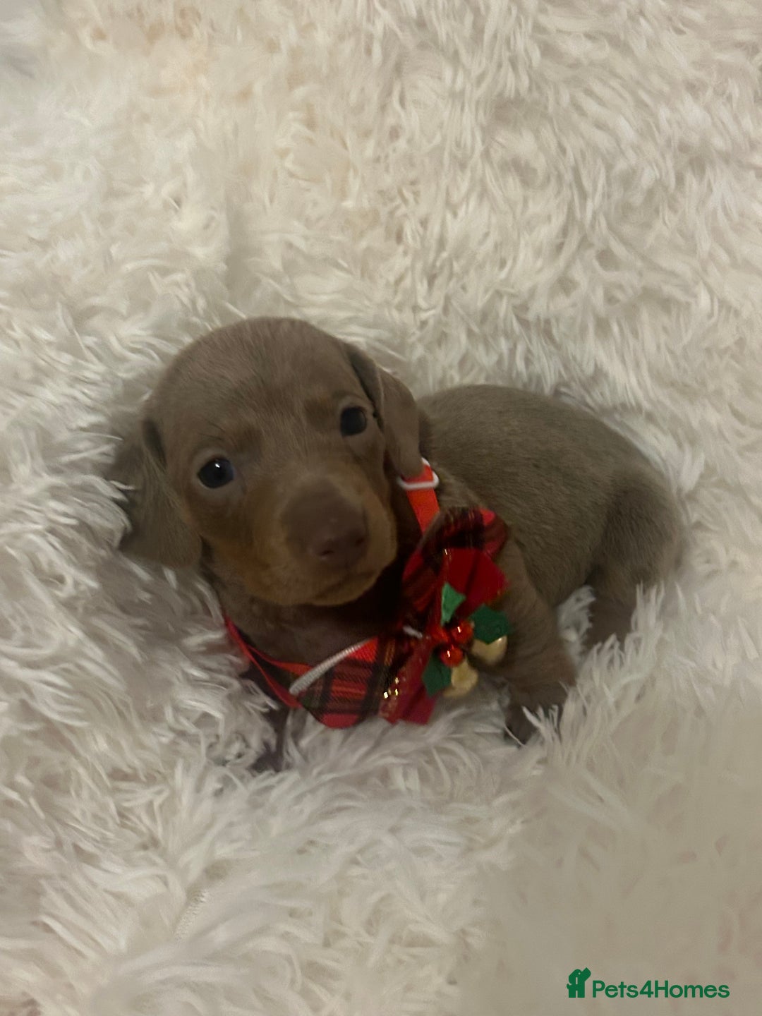 Miniature Dachshund dogs for sale: miniature dachshund puppies - Image 13