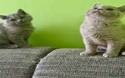 British Shorthair cats for sale: Beautiful British Shorthair kittens - Image 13