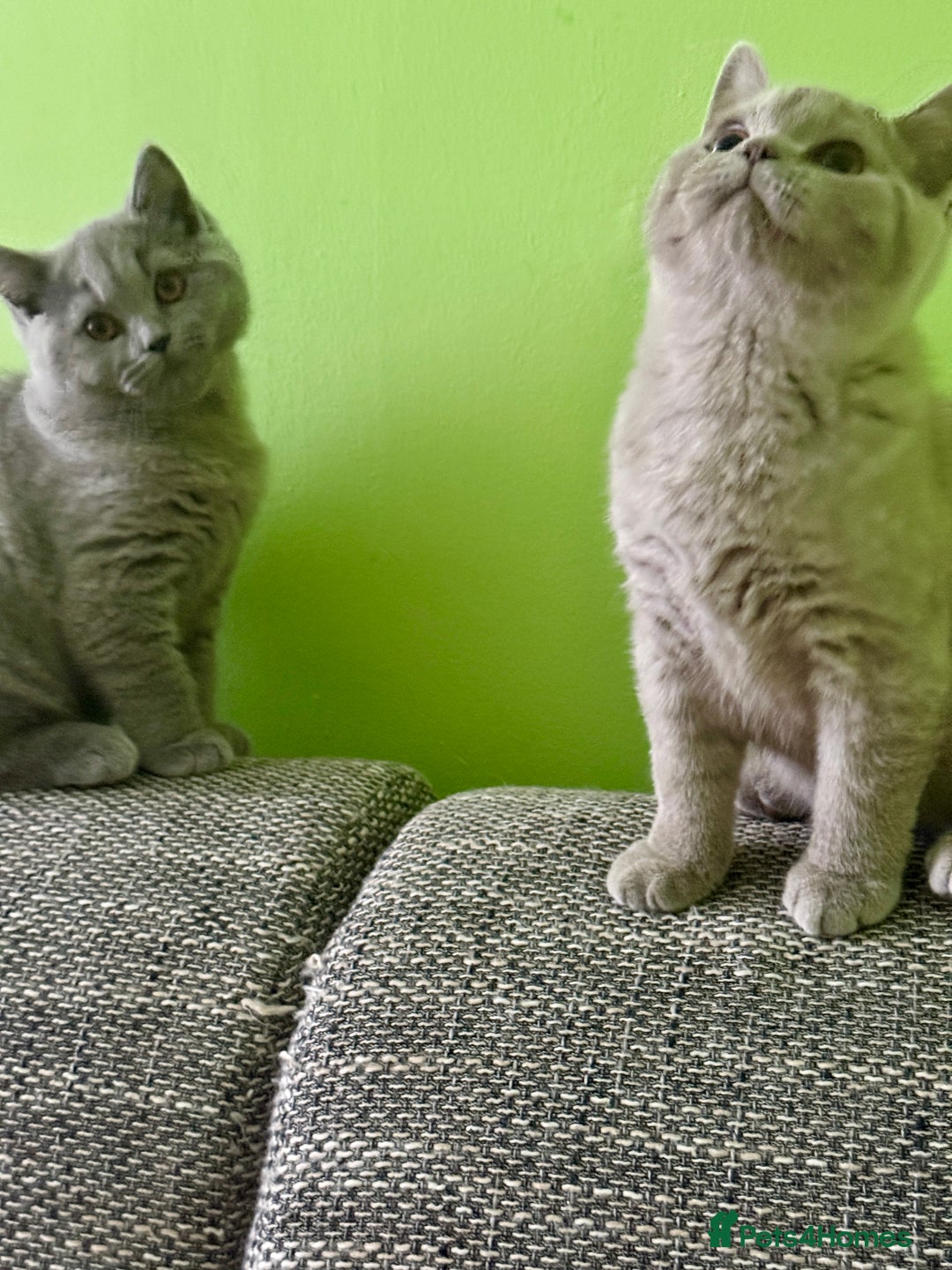 British Shorthair cats for sale: Beautiful British Shorthair kittens - Image 13
