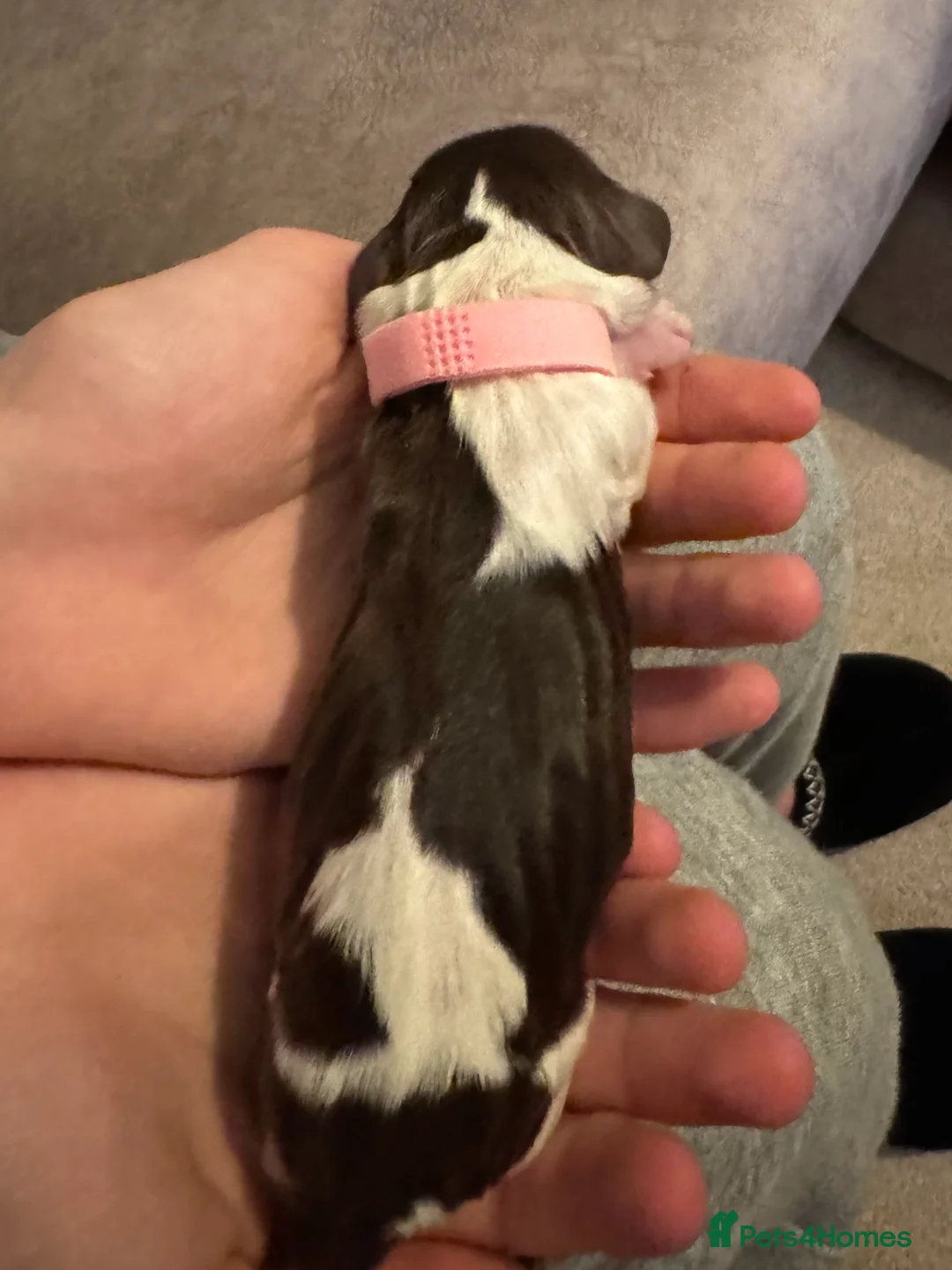 English Springer Spaniel dogs for sale: Adorable KC Registered Springer Spaniel Puppies - Advert 11