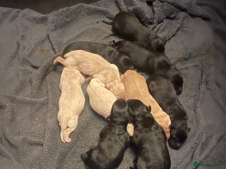 Labrador Retriever dogs - Advert 1