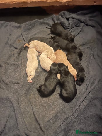 Labrador Retriever dogs - Advert 3