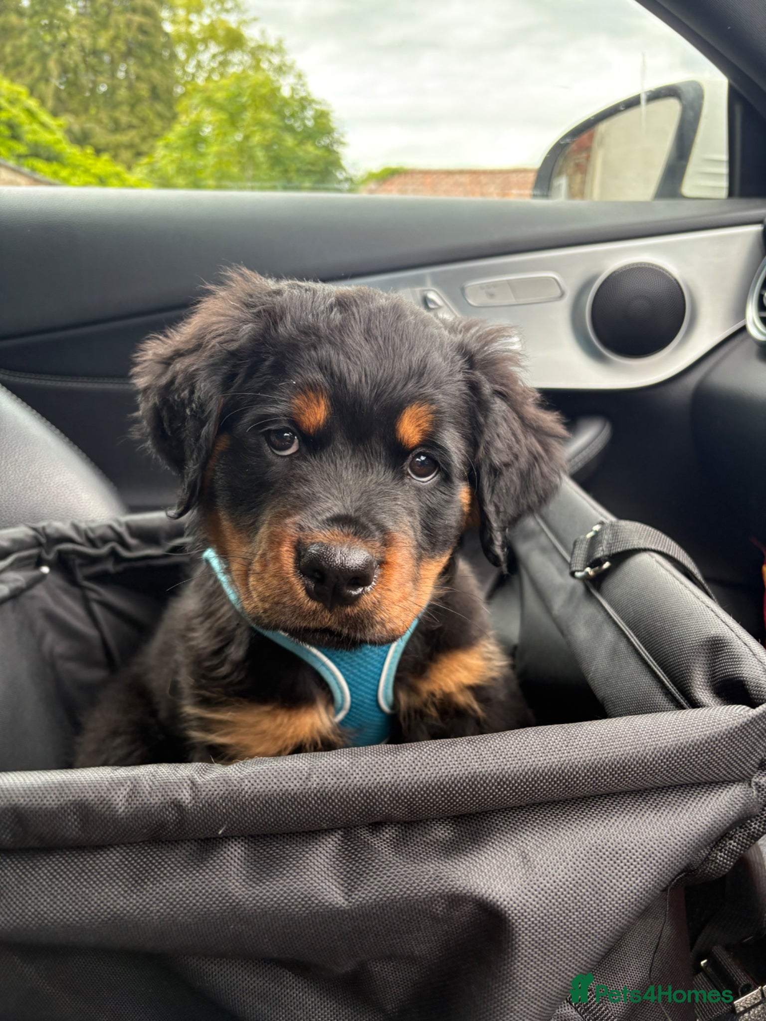 Rottweiler dogs Fluffy Rottweiler  - Advert 1