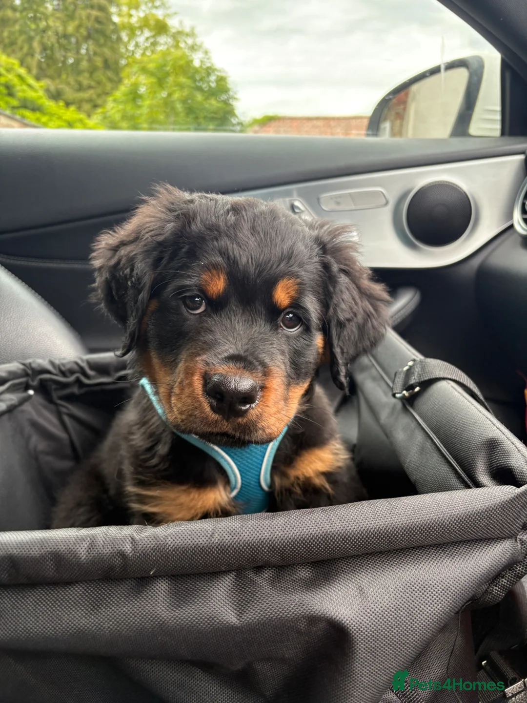 Rottweiler dogs for sale: Fluffy Rottweiler  - Advert 1