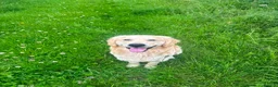 Goldador dogs for sale: Golden Retriever Labrador Puppies - Advert 25