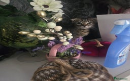 Mixed Breed cats for sale: 4 Beautiful kittens - Image 8